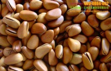 大量批發堅果炒貨特級東北野生松子、開口松子原味松子(大顆粒)_松子_干果炒貨_產品庫_口口可休閑食品網_中國休閑食品貿易網站_中國休閑食品供應商首選電子商務網站